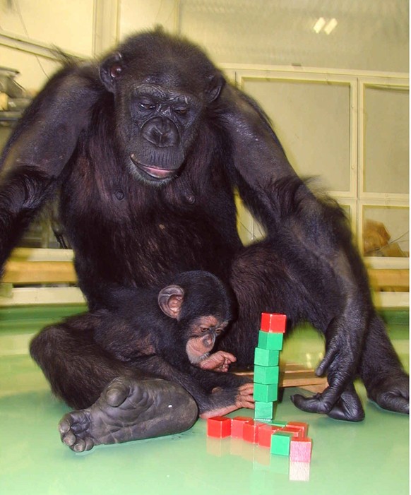 Ai, a 23-year-old prodigy chimpanzee, watches her male baby Ayumu curiously looking at toy bricks piled by Ai at Kyoto University Primate Research Institute, in Inuyama city, Aichi Prefecture, central ...
