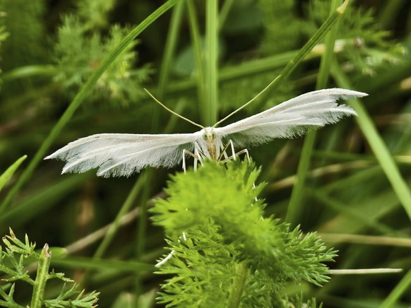 Eine weiße Motte Weiße Winden-Federmotte Pterophorus pentadactyla mit ausgebreiteten Flügeln auf grüner Pflanze, Weinviertel Niederösterreich Österreich A white moth White winch feather moth Pterophor ...
