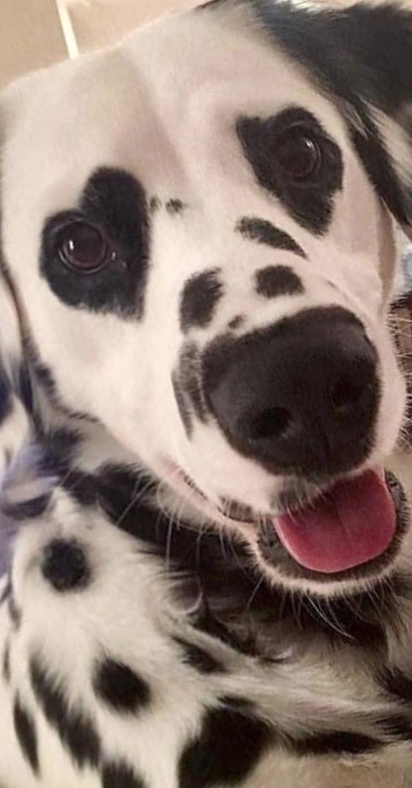 cute news tier hund

https://ch.pinterest.com/pin/1121888957169122771/