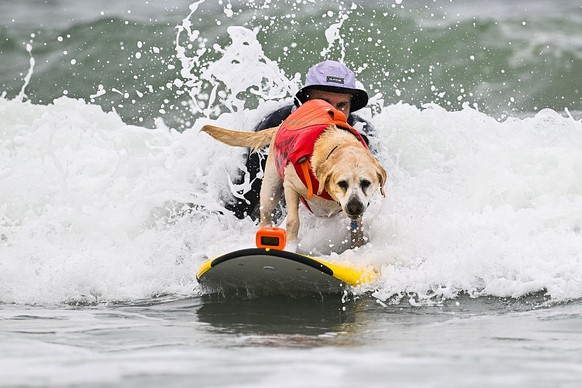 LES CHAMPIONNATS DU MONDE DE SURF CANIN en Californie