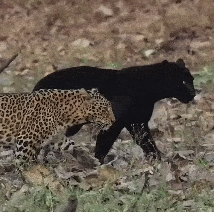 GIF animé