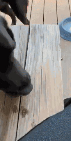 GIF animé
