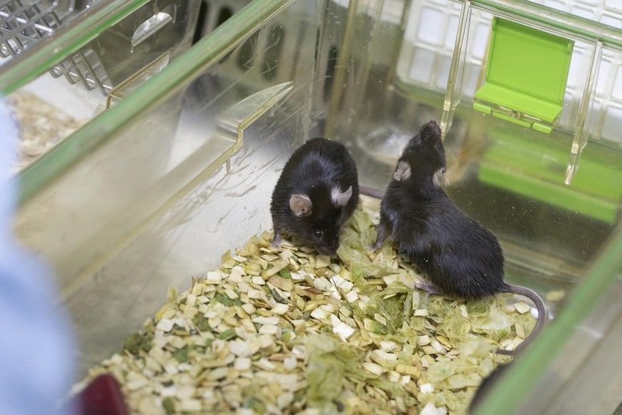 En 2020, les souris constituaient plus de 62% des animaux utilisés dans la recherche.