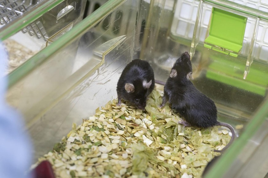 Mice in a cage, pictured in a laboratory in Switzerland on September 26, 2018. Researchers at this laboratory conduct research on animals with a focus on laboratory mice for a better understanding of  ...