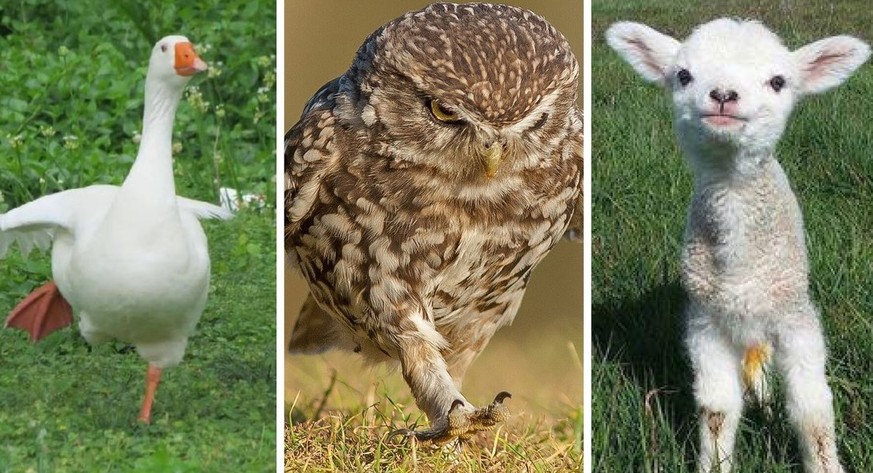Blues du lundi? Ces animaux trop mignons vont booster votre humeur