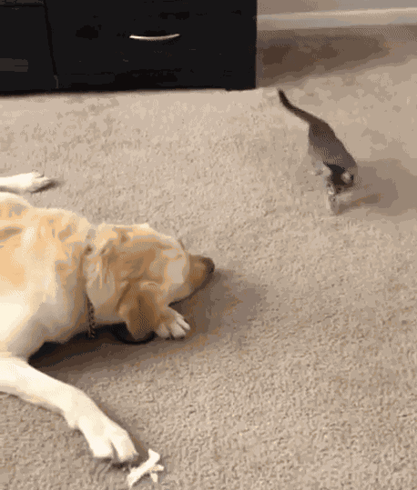 GIF animé