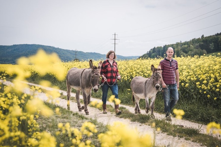 Eselhof Zur Säge Buch SH, Eseltrekking Schlafen mit Tieren Rauszeit