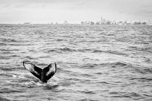 World Nature Photography Awards 2021: Urban Wildlife, 1. Platz, Matthijs Noome, US. Humpback whale, New York City, US.