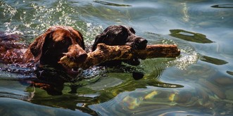Lac de Neuchâtel: les cyanobactéries menacent petits enfants et chiens