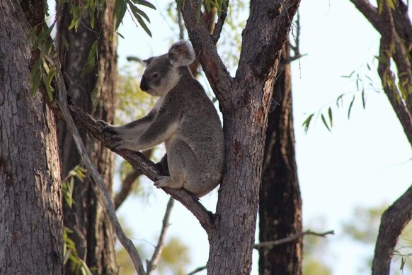 cute news animal tier koala australien

https://imgur.com/t/australian_wildlife/akD0dnz