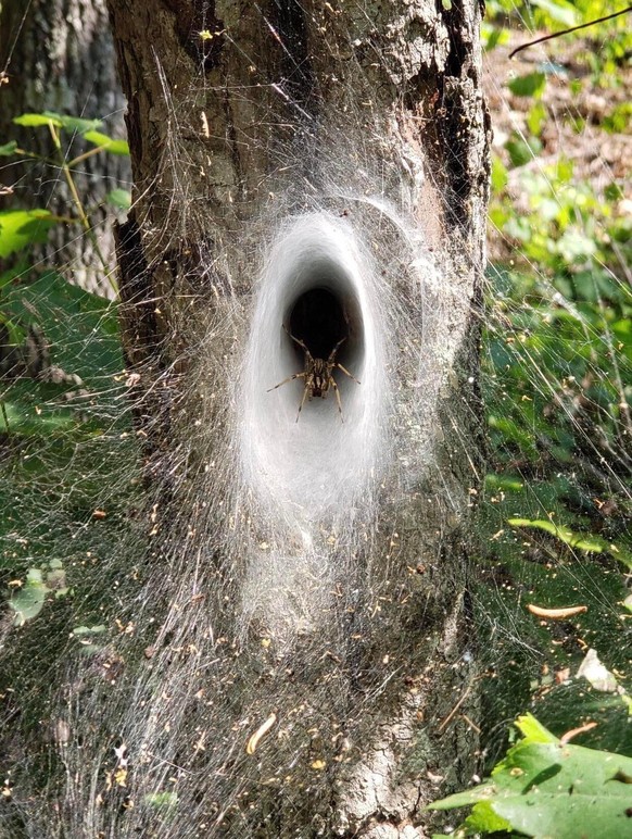 creepy nature