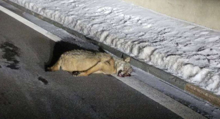 Le loup a été retrouvé sans vie au bord d&#039;une route du Simplon.