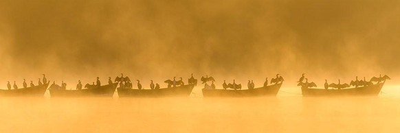 World Nature Photography Awards 2021: Behaviour - Birds, 3. Platz, Robert Maynard, UK. Black cormorants, Heath Pond, Hampshire, UK.