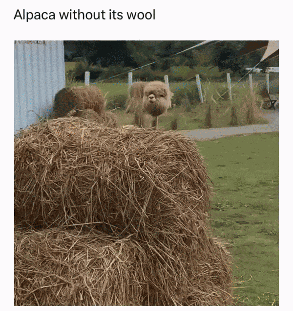 GIF animé