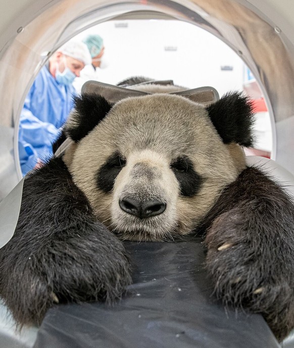 cute news tier panda

https://www.instagram.com/p/DJMNR2wzztz/?img_index=3