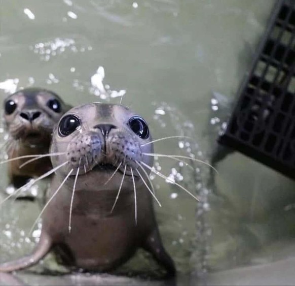 cute news animal tier seal robbe

https://imgur.com/t/aww/WbM0HXc