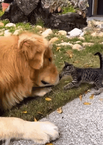 GIF animé