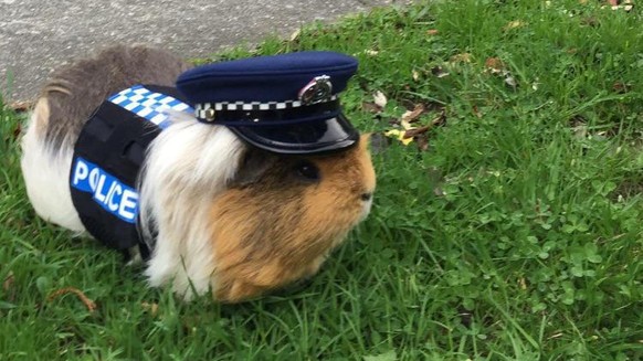 Mais ça, c'était avant. Car Constable Elliot est décédé en 2017. RIP boule de poils.