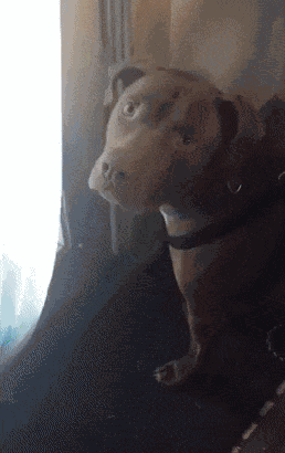 GIF animé
