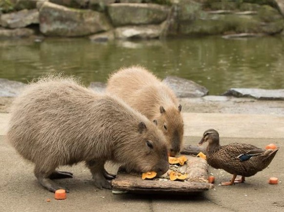 cute news tier capybara ente

https://imgur.com/t/capybara/DdQTq10