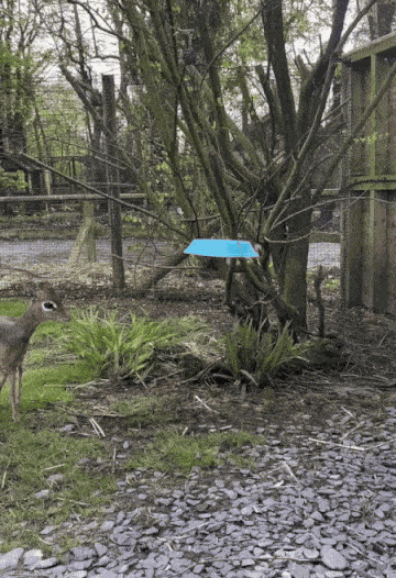 GIF animé