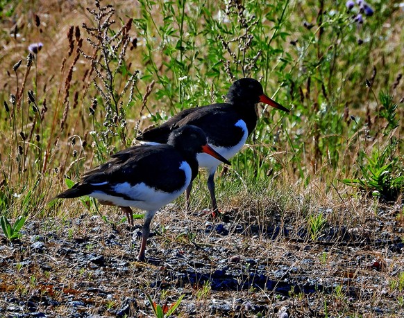 cute news tier vogel austernfischer