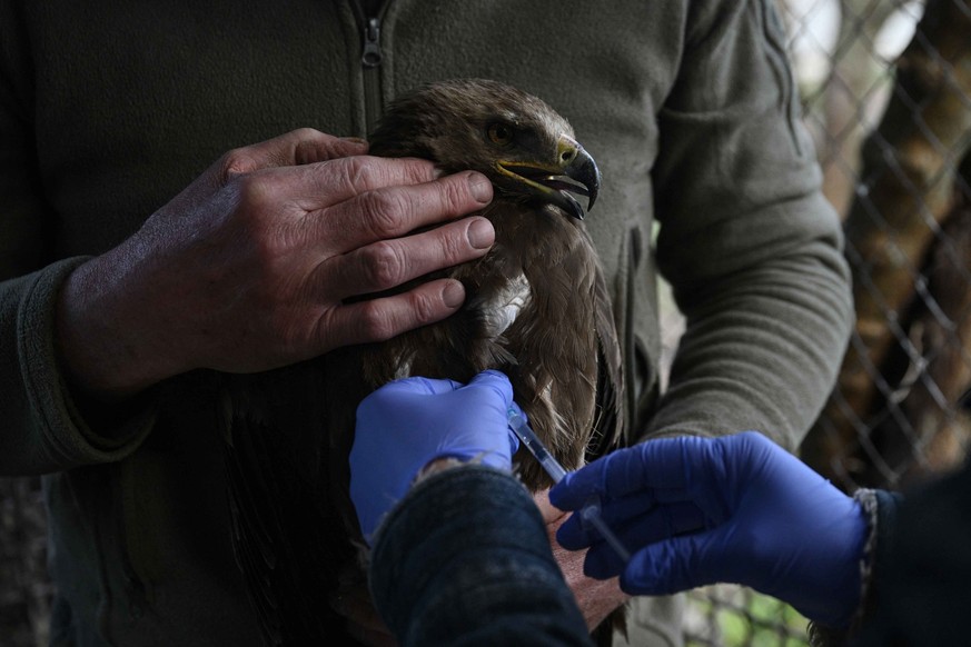 Iryna Snopko, 63 ans, directrice du centre Sadyba Nyushanik, et son mari soignent un aigle pomarin blessé dans la volière du refuge situé dans le village de Voropaiv, dans la région de Kiev, le 28 avr ...