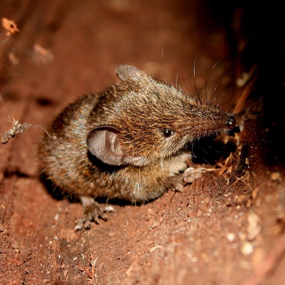 cute news tier Cowan-Kleintenrek (Microgale cowani)