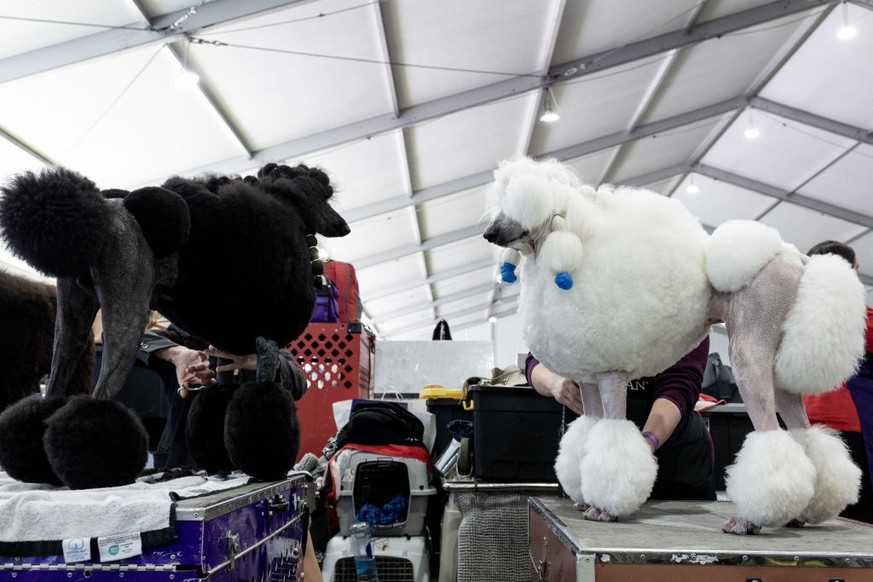 QUEENS, NY: MAY 13, 2024: Pandora and Soga, two standard poodles being groomed at the 148th Annual Westminster Kennel Club Dog Show on May 13, 2024. (Photo by Jackie Molloy for The Washington Post via ...