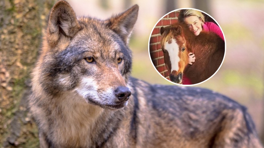 Un loup a tué le poney de von der Leyen, l'Europe veut serrer la vis