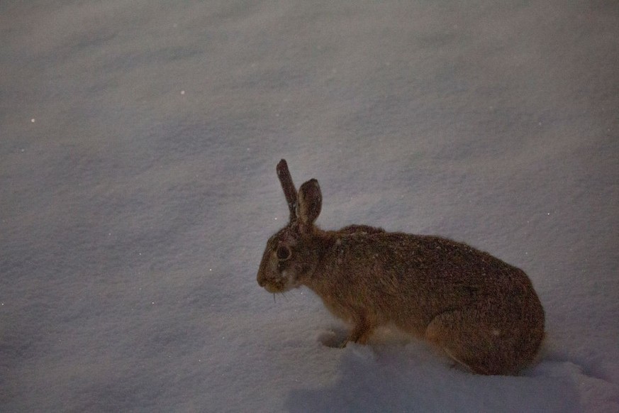 A Rabbit walks on snow during the snowfall on December 22, 2023, in Linkoping, Sweden.(Photo by Pradeep Dambarage/NurPhoto via Getty Images)