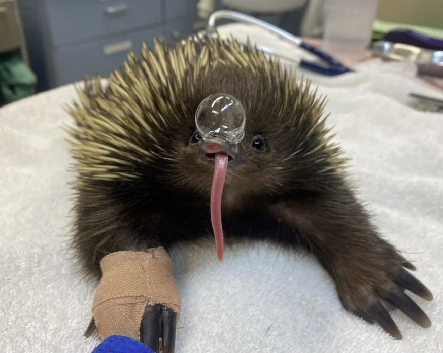 Schnabeligel für Cute News