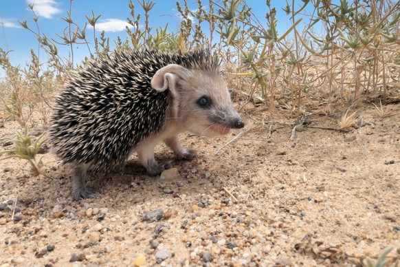 Juvenile of Long-eared hedgehogs Hemiechinus auritus, Juvenile of Long-eared hedgehogs Hemiechinus auritus during summer in desert of southern Kazakhstan, daytime shooting