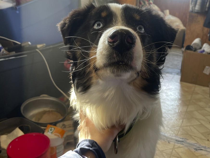 In this photo provided by Mandy Iworrigan, is Nanuq, a 1-year-old Australian shepherd, after it was returned to Gambell, Alaska, on April 6, 2023. The dog disappeared a month ago from St. Lawrence Isl ...