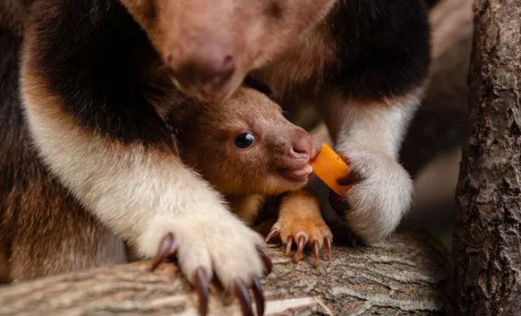 Cette photo non datée montre le petit kangourou arboricole du zoo de Chester qui sort pour la première fois de la poche de sa mère.