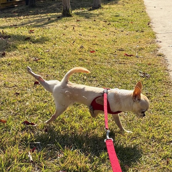 Cute news: Lustige Tierbilder mit Hund