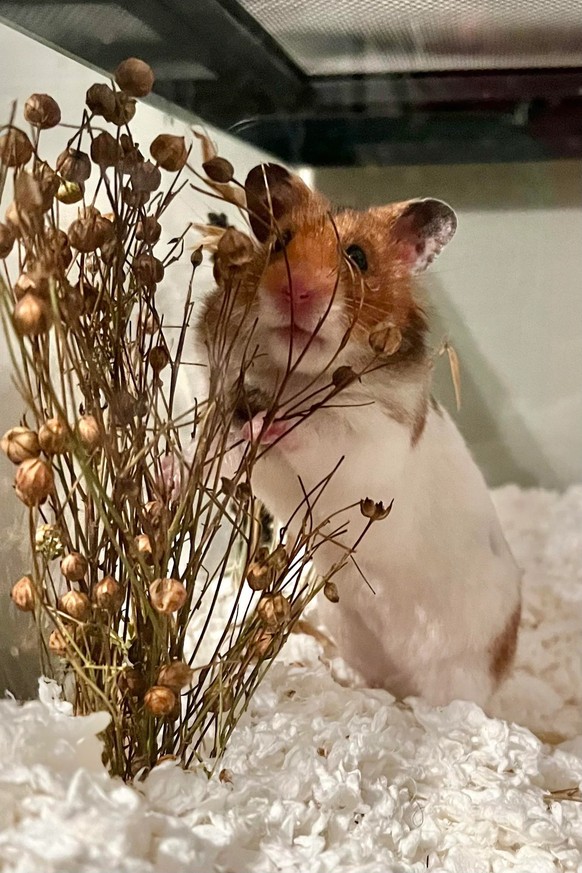 cute news animal tier hamster

https://www.reddit.com/r/hamsters/comments/xj5flm/mrbutterball_says_dont_mind_me_mama_just_gonna/