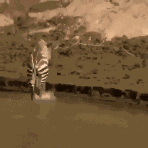 GIF animé