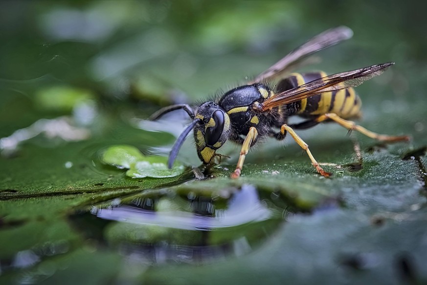 Gemeine Wespe Vespula vulgaris . Gemeine Wespe Vespula vulgaris . 20220618MIC0487 *** Common wasp Vespula vulgaris Common wasp Vespula vulgaris 20220618MIC0487