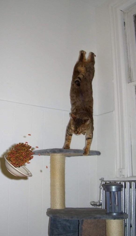 Faildienstag mit Katze im Handstand und fallendem Futter