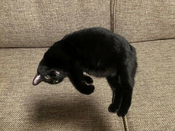Optische Täuschung: Schwebende Katze