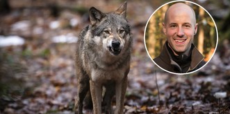 «Les loups en ville sont le résultat de tirs incontrôlés»