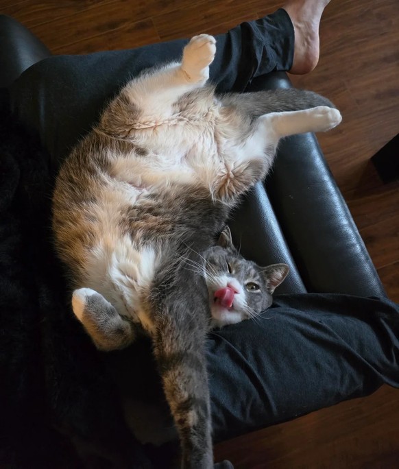 cute news tier katze

https://www.reddit.com/r/CatsBeingCats/comments/1hs0oda/i_cant_understand_how_this_is_comfortable/