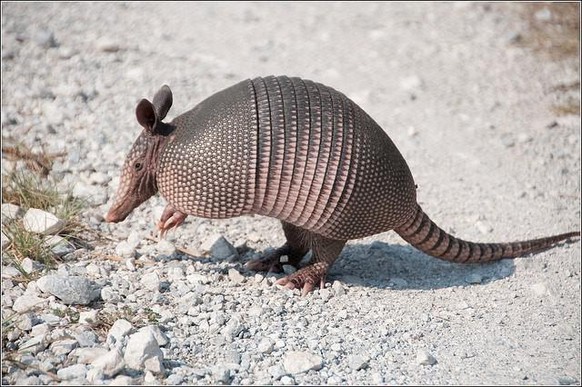 cute news animal tier armadillo gürteltier

https://imgur.com/gallery/ZIqjov9