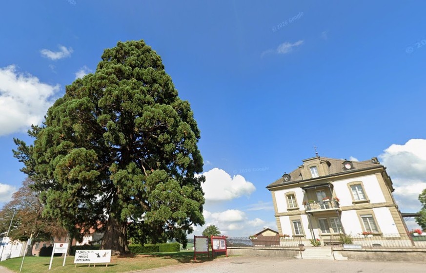 Vuisternens-devant-Romont, séquoia géant.