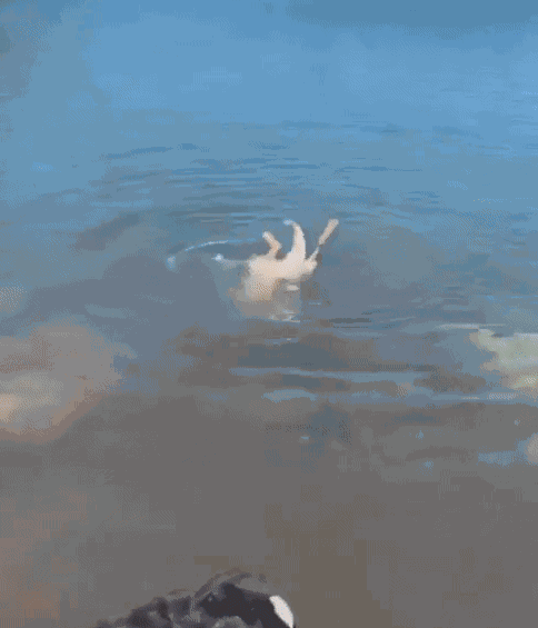GIF animé