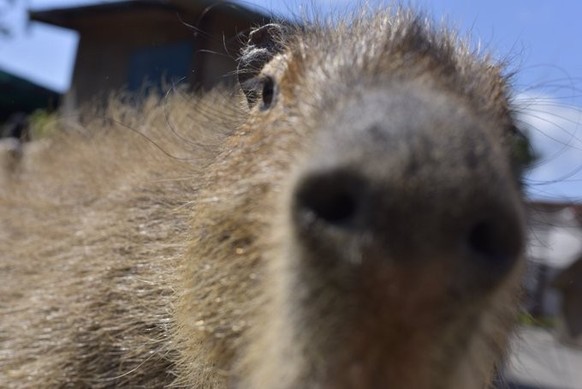 cute news tier capybara

https://www.reddit.com/r/capybara/comments/14e9o81/capy_needs_to_sniff_you/
