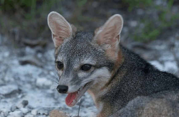 Cozumel Zwergfuchs
