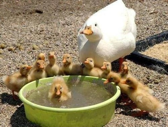 cute news tier gans

https://ch.pinterest.com/pin/4996249581284001/