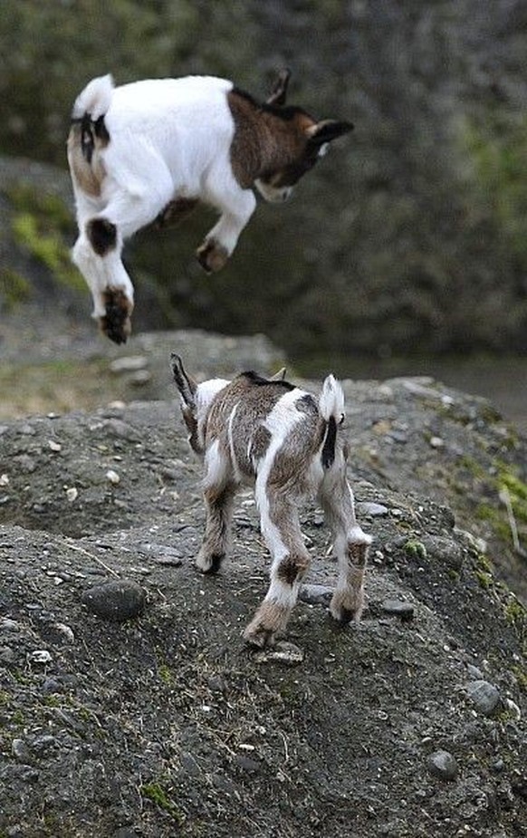 cute news tier ziege

https://ch.pinterest.com/pin/222787512810662791/